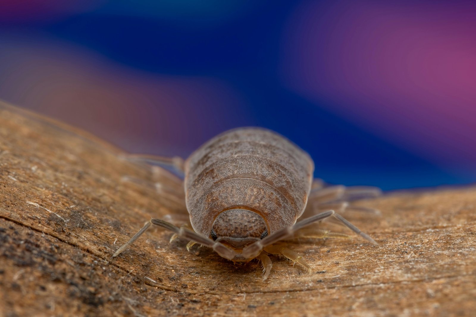 Dust mite macro close-up